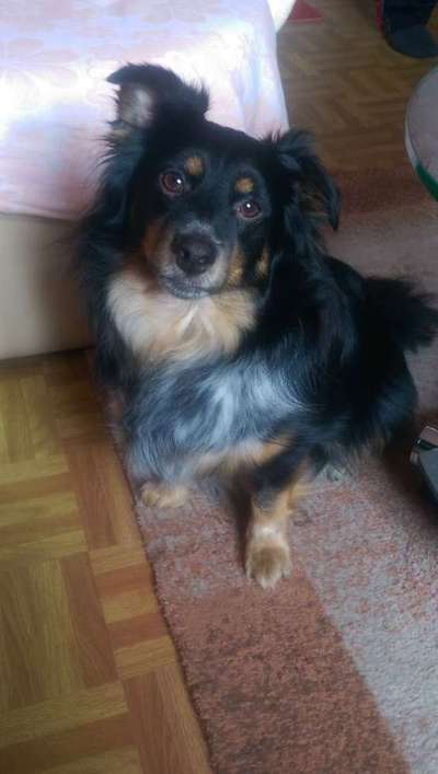 Mischlinge - die beste Rasse die es gibt-Beitrag-Bild