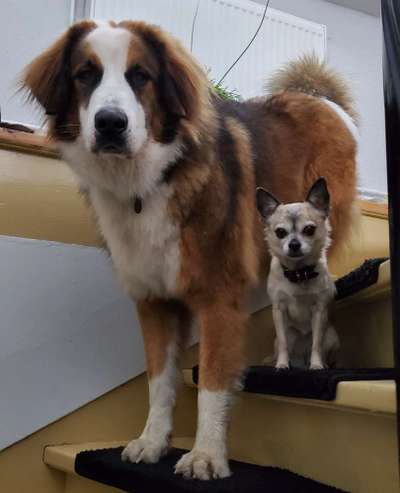 Die Dogorama Kalender Challenge Titelbild-Beitrag-Bild