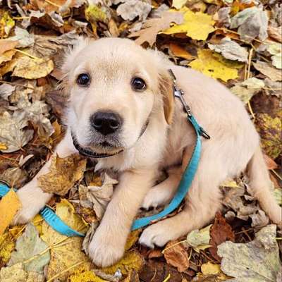 Hundetreffen-Welpentreffen-Bild