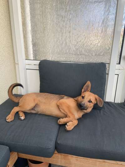 Welpen Bilder !-Beitrag-Bild