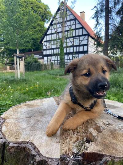 Welpen Bilder !-Beitrag-Bild