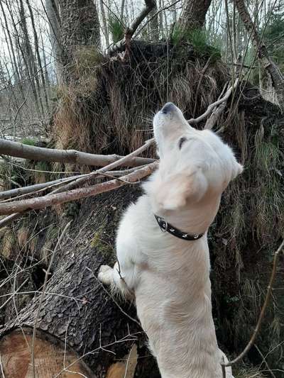 Golden Retriever-Beitrag-Bild