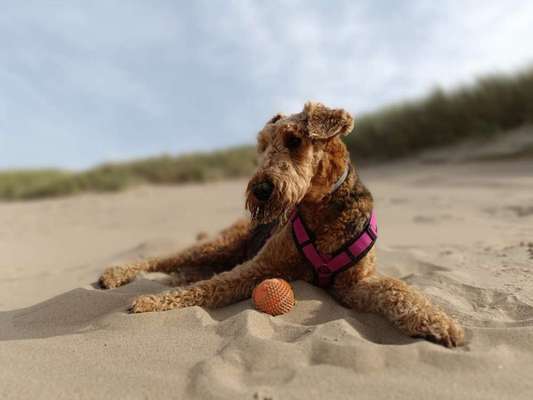 Gibt es noch andere Airedales?:)-Beitrag-Bild