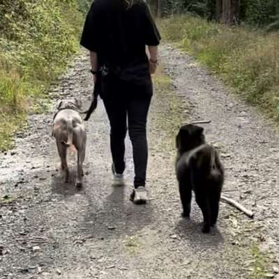 Hundetreffen-Social Walk für ALLE Hunde-Bild