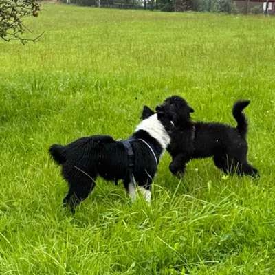 Hundetreffen-Playdate/Walk/Training für Welpen und Junghunde (bis 1 Jahr)-Bild