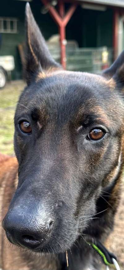 Tierschutzhunde suchen ein Zuhause-Beitrag-Bild