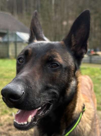 Tierschutzhunde suchen ein Zuhause-Beitrag-Bild