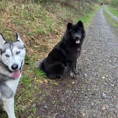 Hundetreffen-Walk/Training für Welpen und Junghunde (bis 2,5 Jahre)-Bild