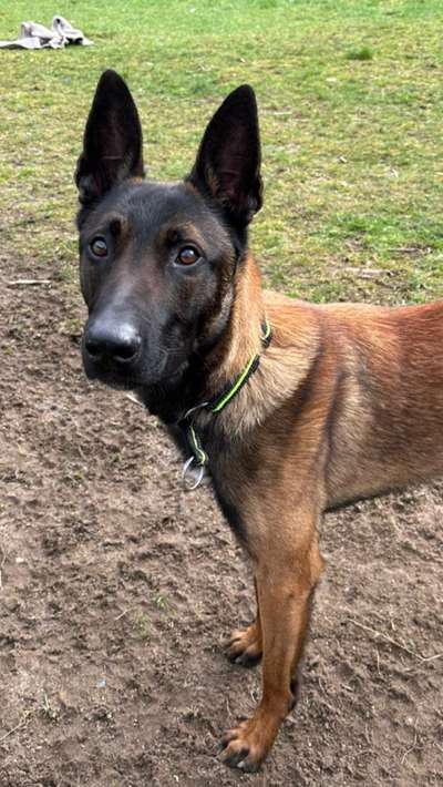 Tierschutzhunde suchen ein Zuhause-Beitrag-Bild