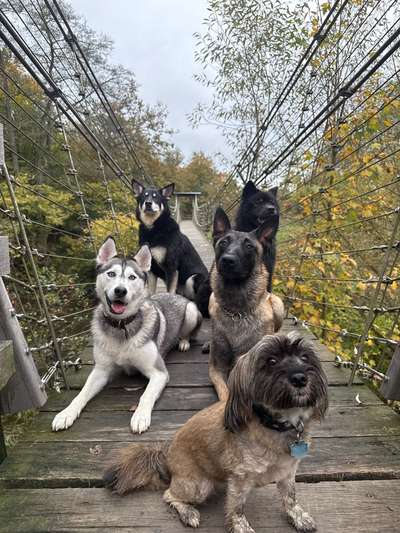 Hundetreffen-Hundetreff-Bild