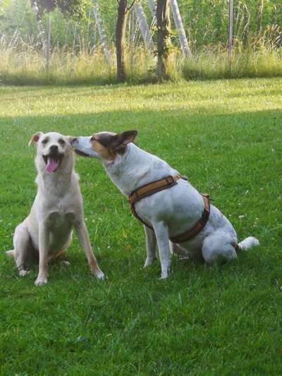 Die Dogorama Wochen Challenge "Friends will be Friends"-Beitrag-Bild