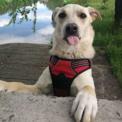 Die Dogorama Kalender Challenge 4/4-Beitrag-Bild