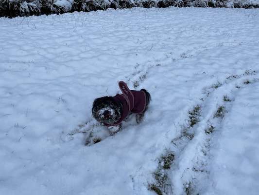 Havaneser dabei?:)-Beitrag-Bild