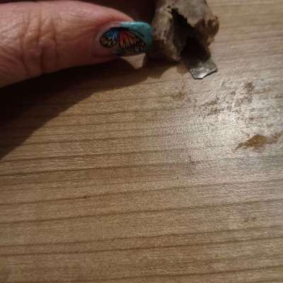 Giftköder-Giftköder gefunden-Bild