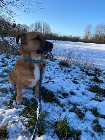 Welchen Hund hast du?-Beitrag-Bild