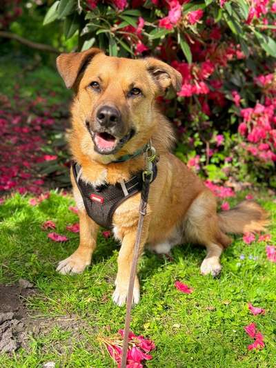 Wie kamst du zu deinem Hund?-Beitrag-Bild