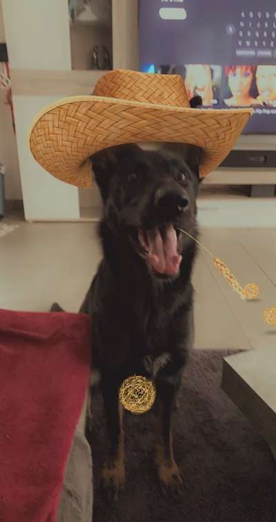 Hunde Memes-Beitrag-Bild