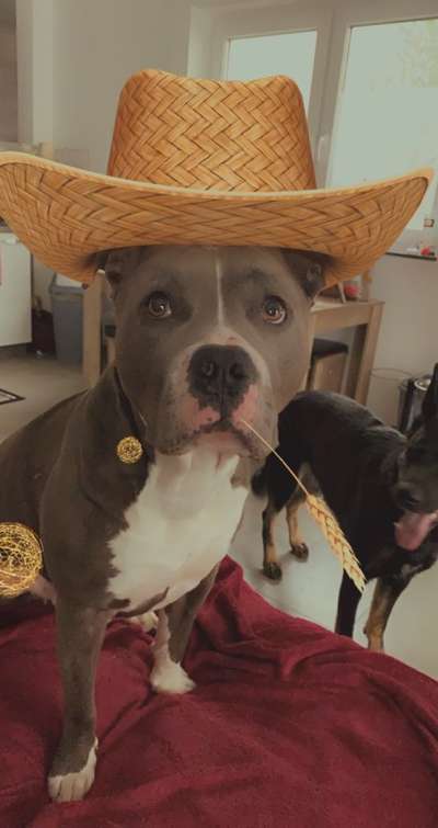 Hunde Memes-Beitrag-Bild