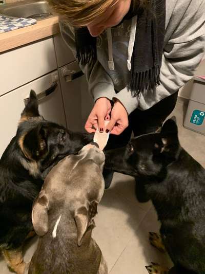 Bester Freund, Hundekumpel - zeigt her!-Beitrag-Bild