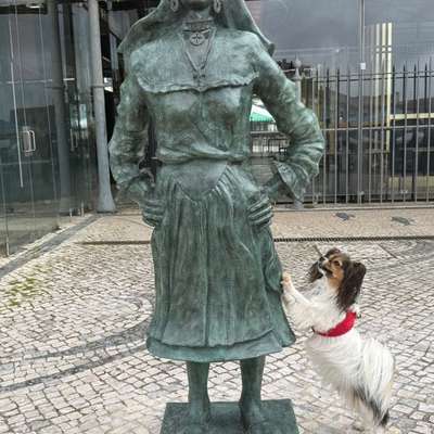 Wo sind die Papillon Besitzer?-Beitrag-Bild