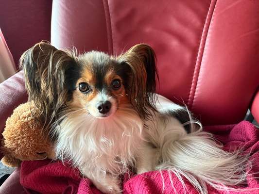 Wo sind die Papillon Besitzer?-Beitrag-Bild