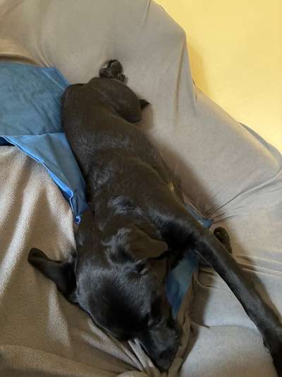 🩸🐾 Blut spenden? Ja. Aber bitte nicht mein Hund.-Beitrag-Bild