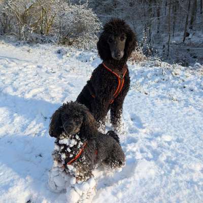 Hundetreffen-Spielen und Sozialisieren
