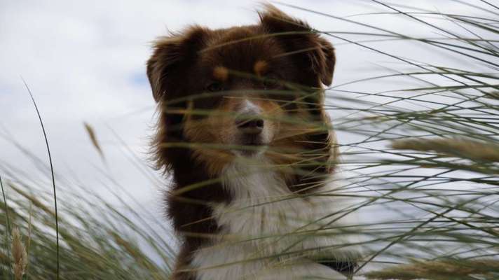 Die Dogorama Kalender Challenge Titelbild-Beitrag-Bild