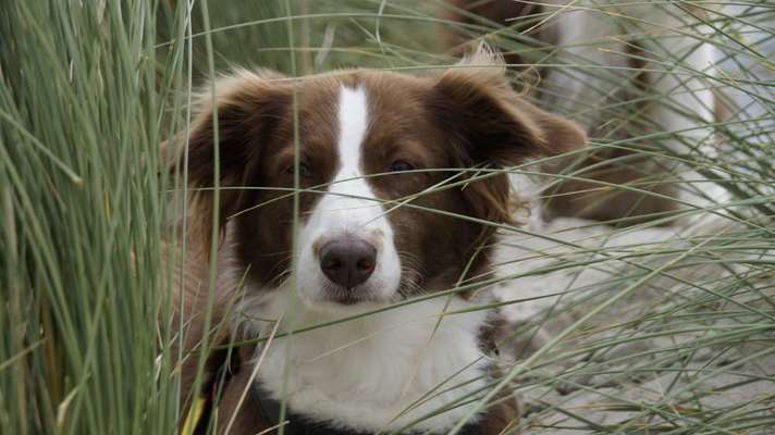 Die Dogorama Kalender Challenge Titelbild-Beitrag-Bild