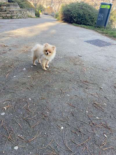 Hundetreffen-welpen&junghunde treffen in wertheimsteinpark oder in der nähe-Bild