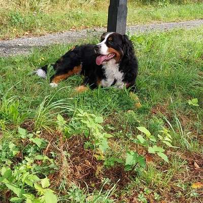 Hundetreffen-Spazieren, Oll-Streek  Tannenhausen-Bild