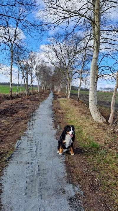 Hundetreffen-Spaziergang-Bild
