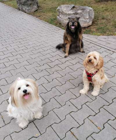 Dogorama Photo Challenge - Gegensätze-Beitrag-Bild