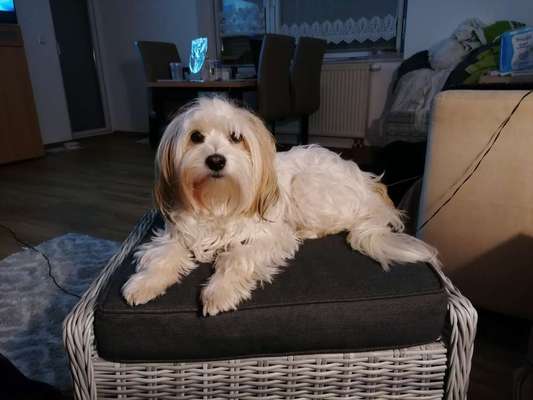 Havaneser dabei?:)-Beitrag-Bild