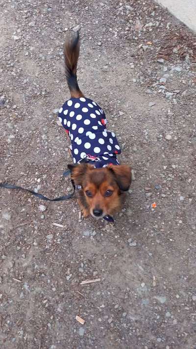 Hundetreffen-Einfache Gassirunden-Bild