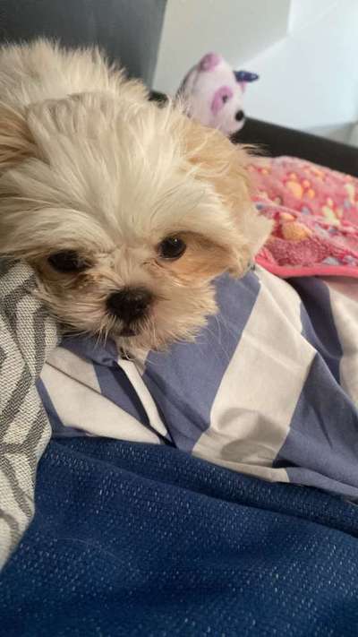 Welpen Bilder !-Beitrag-Bild