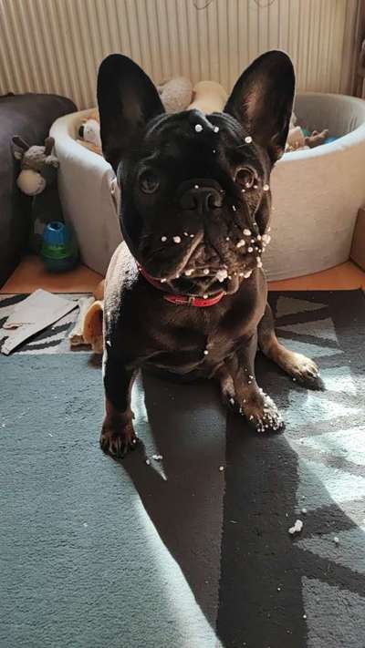 Französische Bulldoggen-Beitrag-Bild