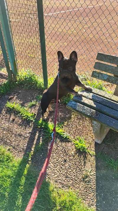 Französische Bulldoggen-Beitrag-Bild