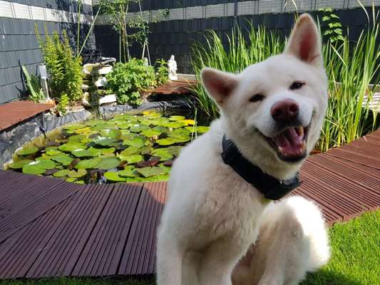 Die Dogorama Kalender Challenge Titelbild-Beitrag-Bild