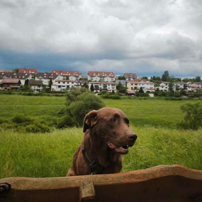 Hundetreffen-Trainings und Lauf- Buddies-Bild