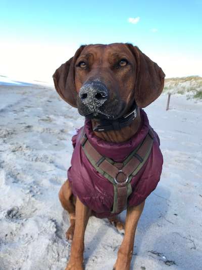 Die Dogorama Wochen Challenge: “Dein Hund im Urlaub”-Beitrag-Bild