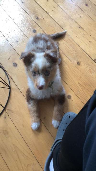 Welpen Bilder !-Beitrag-Bild