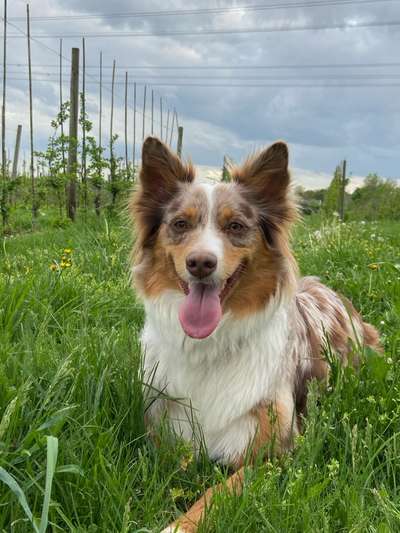 Hundetreffen-Entspannte Gassi Runde-Bild