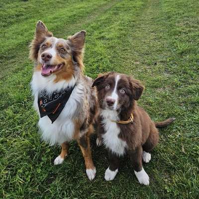 Hundetreffen-Aussie-Treff bei Lpz.-Bild