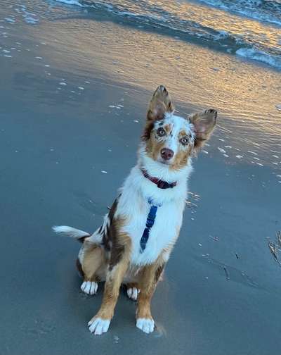 Aussies-Beitrag-Bild