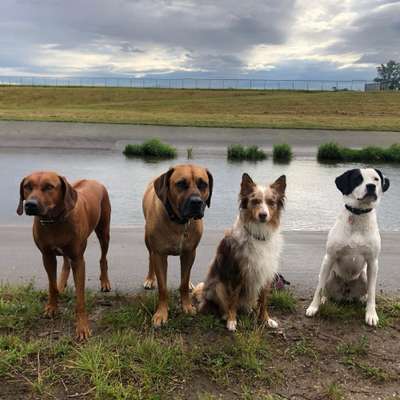 Hundetreffen-Gassi Runde in Zwenkau an der weißen Elster-Bild