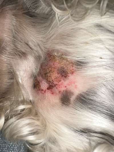 Z.n. Zeckenbiss-Beitrag-Bild