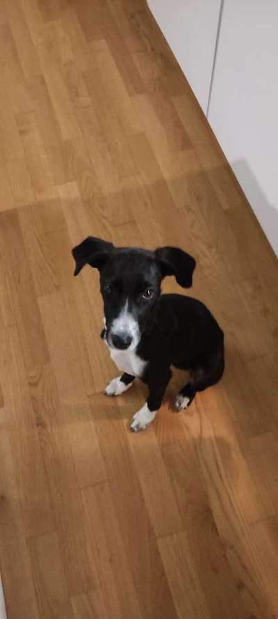 Ratonero Bodeguero Andaluz-Beitrag-Bild