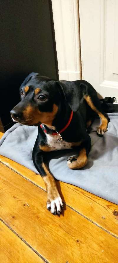 Ratonero Bodeguero Andaluz-Beitrag-Bild