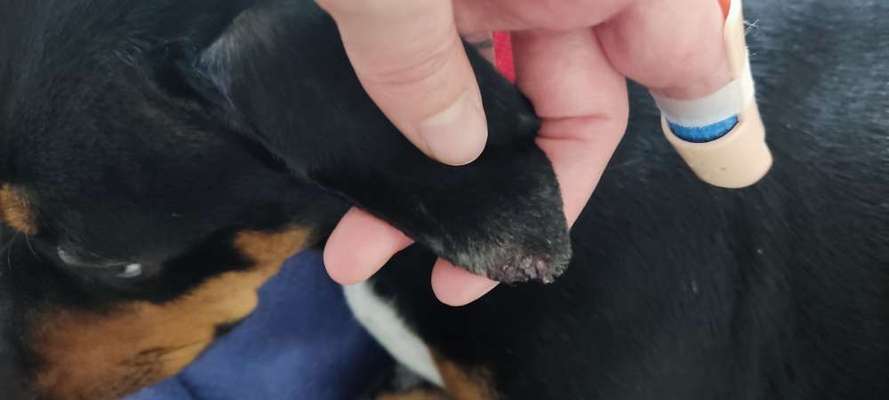 Wie Ohrrandnekrose behandeln?-Beitrag-Bild